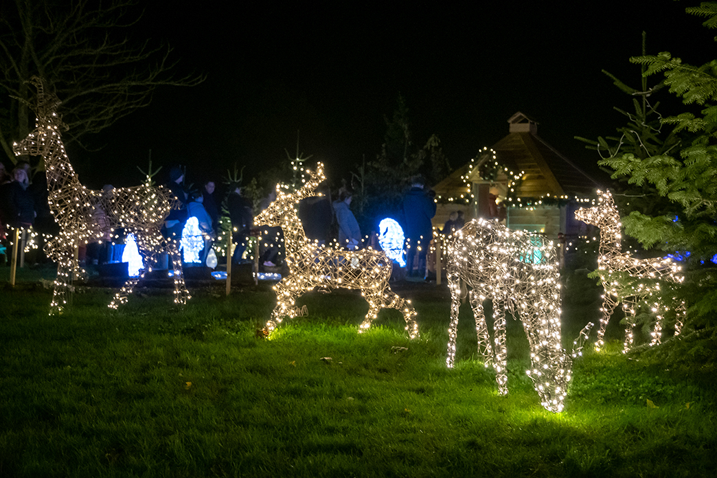 Christmas Light Deers