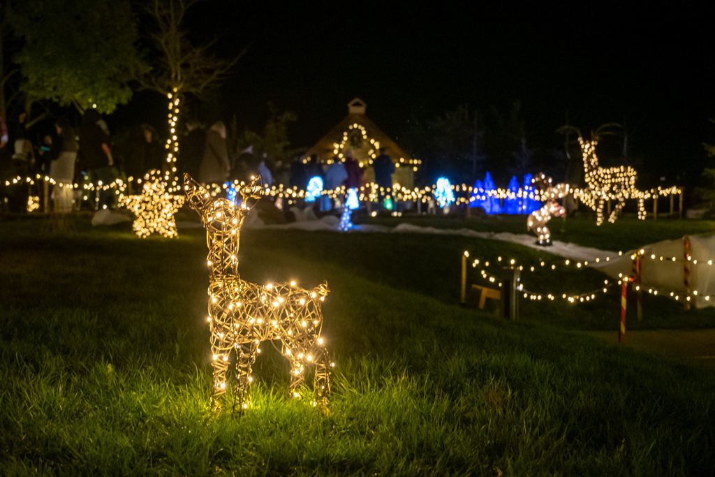 Christmas Light Fawn